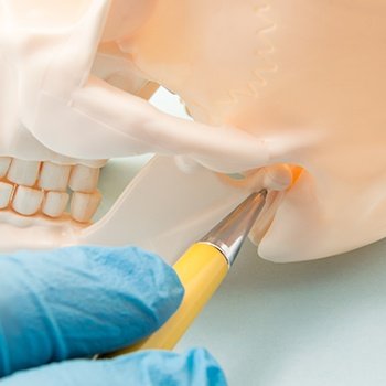 Model of skull with temporomandibular joint visible