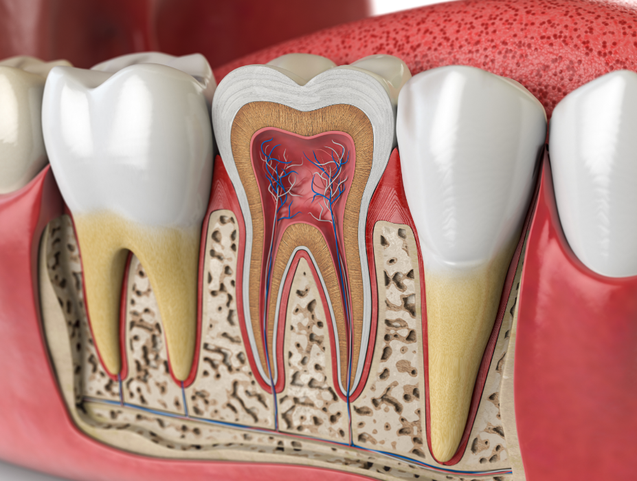 Root canal cross section